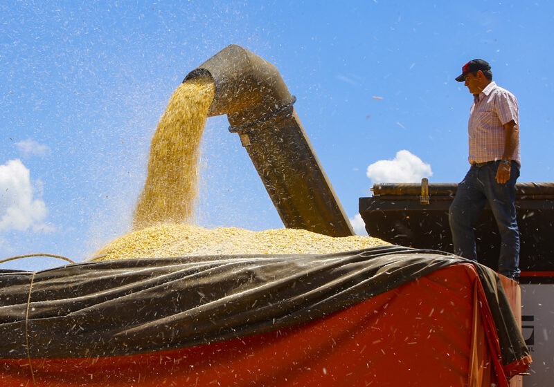  Paraná deve colher 36,2 milhões de toneladas de grãos. Soja terá quebra