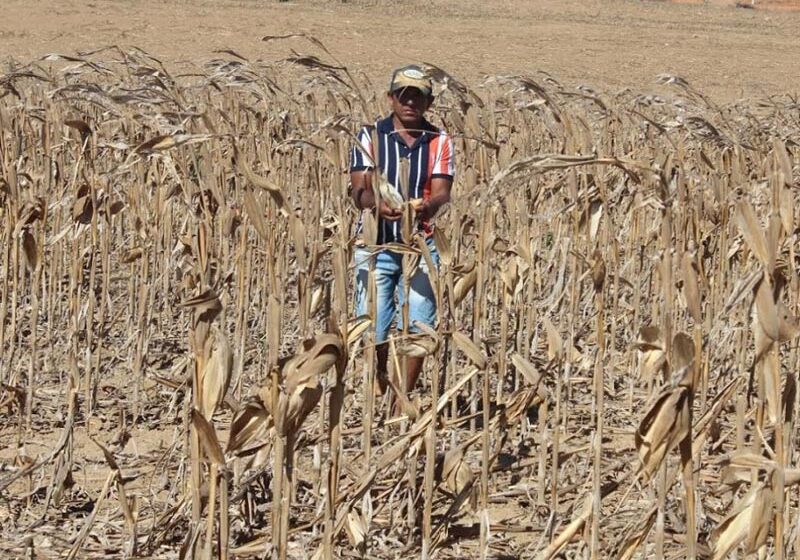  Governo libera R$ 1,2 bi em crédito rural a Estados afetados pela seca
