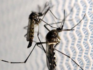 dengue