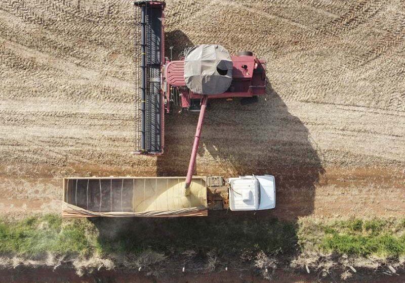  Safra de grãos no Paraná pode chegar a 36,9 milhões de toneladas