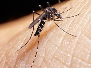 dengue