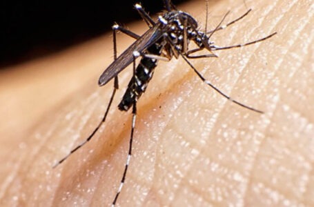 Paraná registra mais 10,3 mil casos de dengue e oito mortes em uma semana