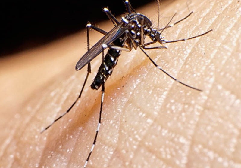  Boletim semanal da dengue confirma mais 12.206 casos e 9 óbitos no Paraná