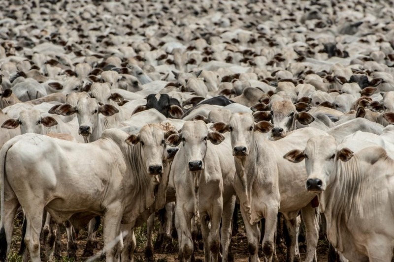  Cabeças de gado contrabandeadas da Argentina são apreendidas no Paraná