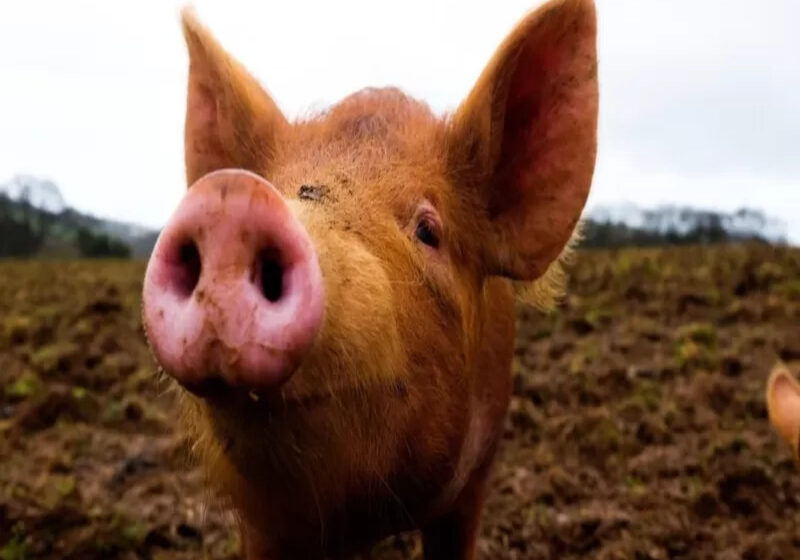  Técnica que “ressuscita” órgãos de porcos pode revolucionar transplantes