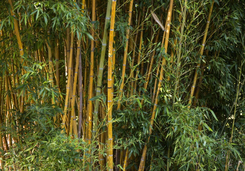  Paraná é o primeiro estado a incentivar o plantio do Bambu