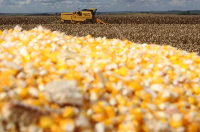  Abastecimento de milho segue em baixa no Sul do Brasil