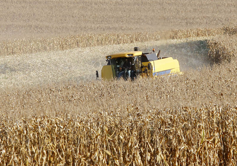  Paraná deve produzir 19 milhões de toneladas de milho