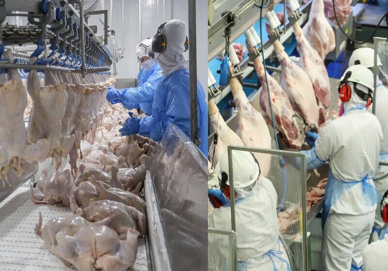  Paraná liderou produção nacional de frangos em 2022 e teve crescimento em suínos