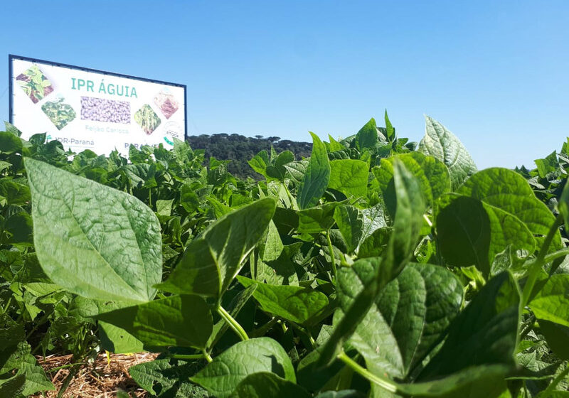  IDR-Paraná lança cultivar de feijão que possibilita maior tempo de armazenamento