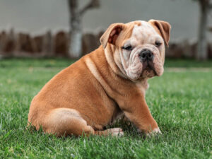 buldogue