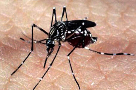 Paraná registra mais 25,4 mil casos de dengue e 26 óbitos