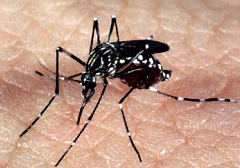  Brasil se aproxima de 1 milhão de casos prováveis de dengue; no Paraná são quase 100 mil