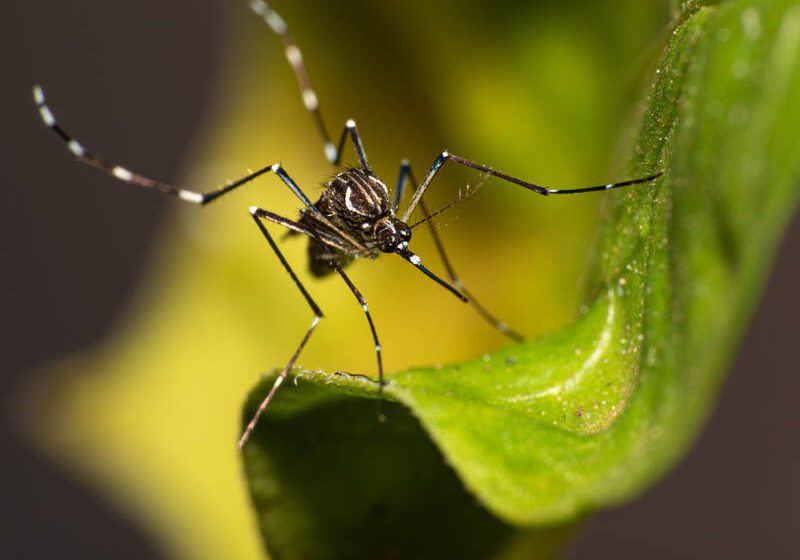  Boletim semanal da dengue confirma 10,5 mil novos casos e cinco óbitos no Paraná