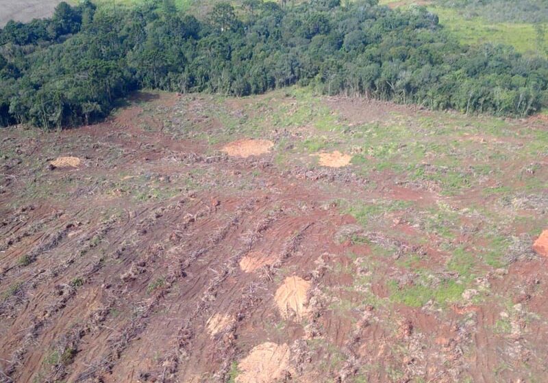  Estado aplica R$ 3,6 milhões em multas por desmatamento nos Campos Gerais