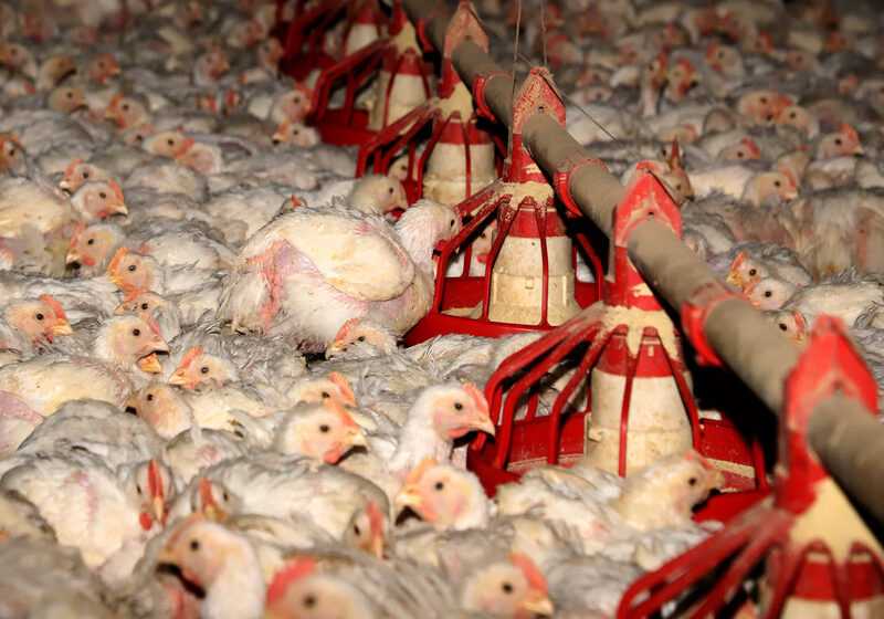  Crédito extraordinário para combate à gripe aviária é aberto pelo governo federal