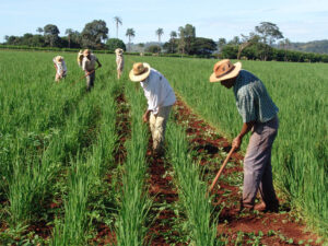 agricultura