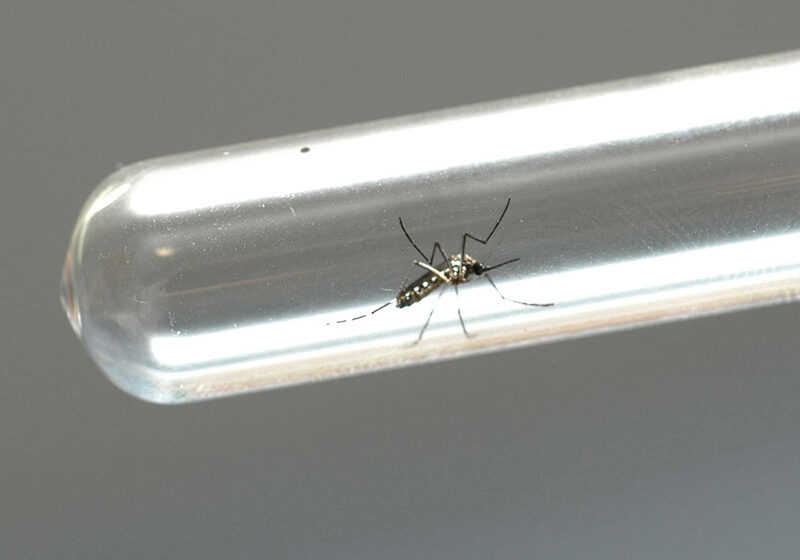  Boletim registra 17 mil novos casos de dengue em uma semana no Paraná