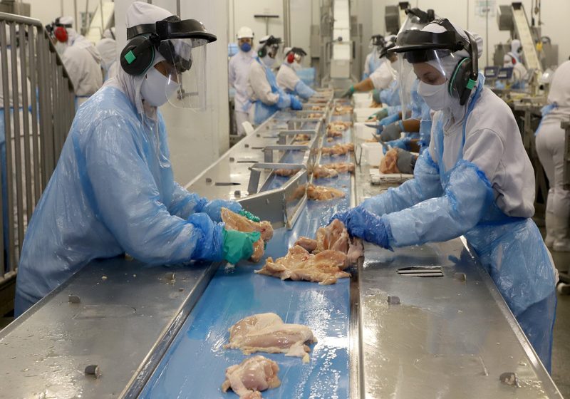  Paraná alcança maior produção semestral de frangos e suínos da história em 2023