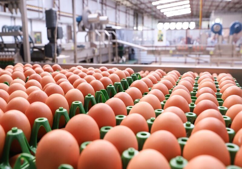  Boletim agropecuário destaca recuo dos preços dos ovos e grande safra da cana-de-açúcar