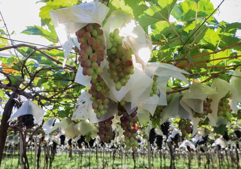  Indicação Geográfica reforça vocação de Marialva como maior produtora de uvas do Paraná