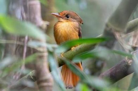 Pesquisadores iniciam projeto científico para identificar aves no Parque das Lauráceas