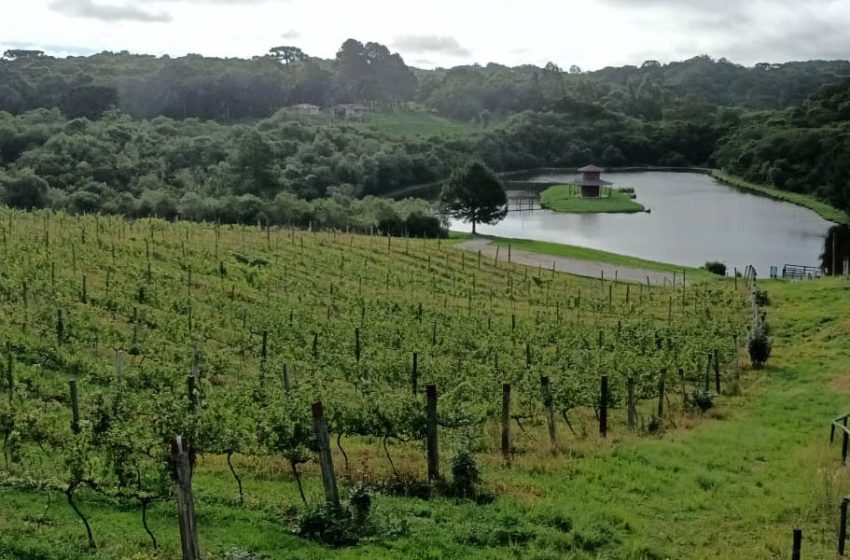  Revitalização da vitivinicultura paranaense é destaque em evento internacional