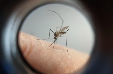 Curitiba tem mais de dois mil casos de dengue confirmados em 2024