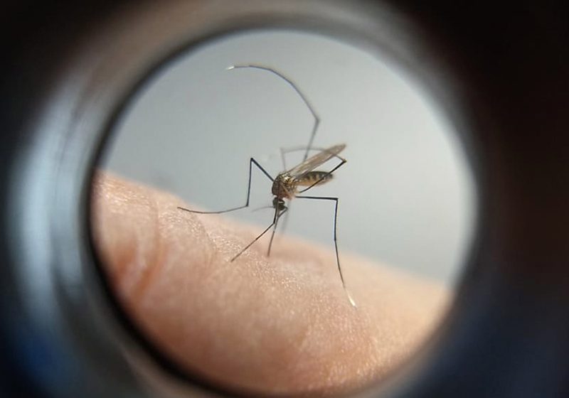  Curitiba tem mais de dois mil casos de dengue confirmados em 2024