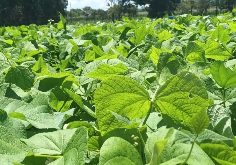  IDR-Paraná levará cultivares de feijão e soja para o Show Rural 2024