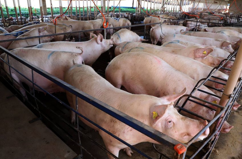  Paraná liderou a importação de suínos de alta genética em 2023, aponta boletim agropecuário