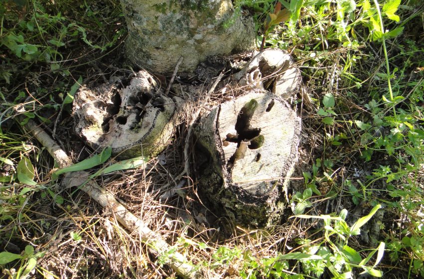  Broca-da-erva-mate exige controle e bom manejo do erval ao longo de fevereiro