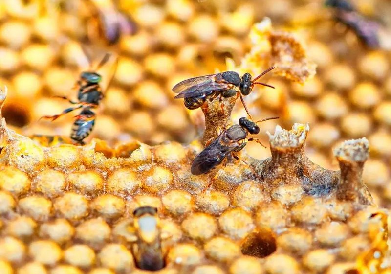  Produtores do Litoral formam associação para incentivar criação de abelhas sem ferrão