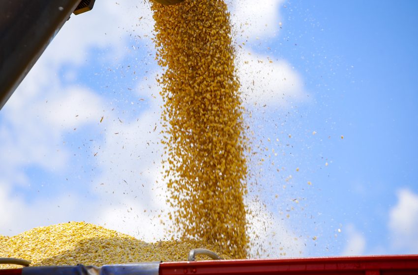  Paraná deve produzir 21,12 milhões de toneladas de grãos na safra de verão 2023/2024