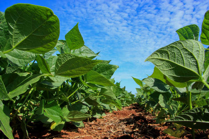  Paraná inicia colheita da segunda safra com perspectiva de recorde na produção de feijão