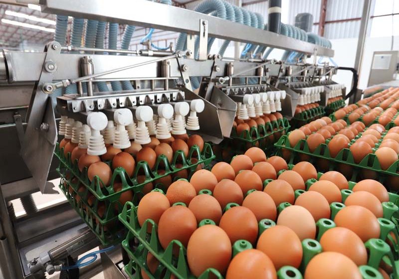  Com números recordes, Paraná lidera aumento da produção de frangos, suínos e ovos em 2023