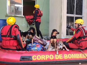 cachorros chuvas rs hojepr