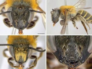 abelha mourecotelles parana unicentro hojepr