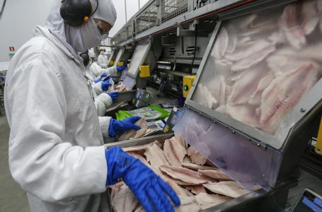 Com tilápia em alta, exportação paranaense de pescados cresceu 20% no 1º semestre