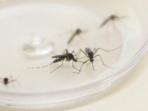 Mosquito Aedes aegypti. Curitiba, 04/12/2015. Foto: Pedro Ribas/ANPr