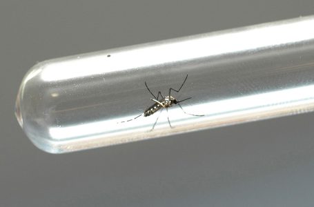 Dengue: Paraná confirma mais de 8.995 casos e 22 óbitos