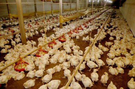 Paraná prorroga por mais 180 dias de emergência zoossanitária contra gripe aviária