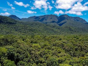 Paraná avança para ser primeiro governo subnacional a adotar créditos de biodiversidade