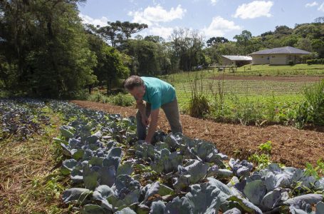 Em dez anos, Tecpar certifica 271 produtores orgânicos de São José dos Pinhais