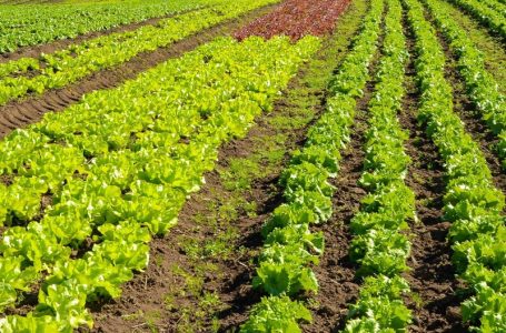 Prêmio Orgulho da Terra homenageia os 19 vencedores de 2024