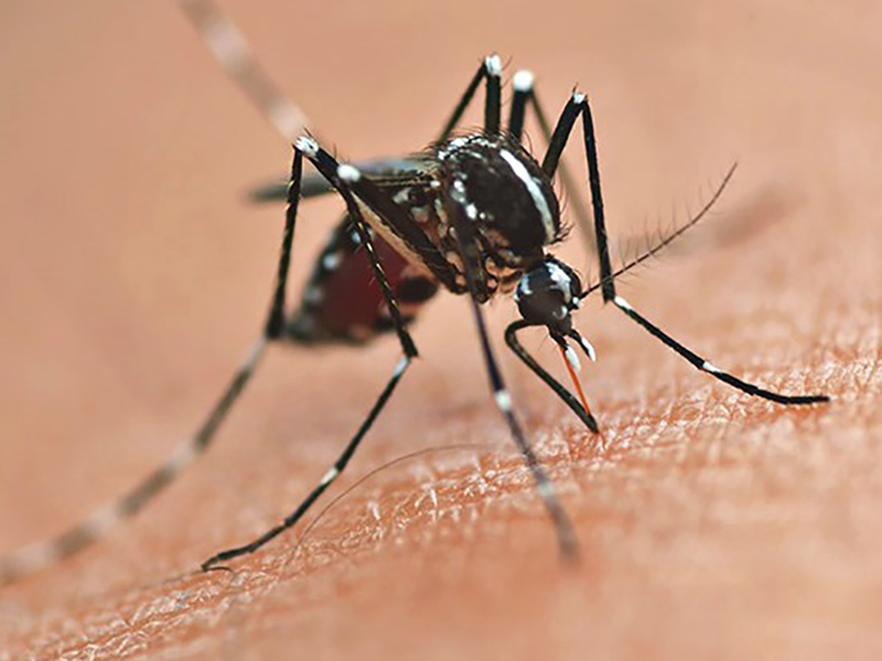 dengue