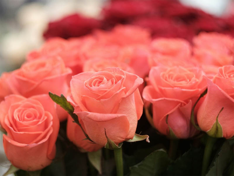 rosas