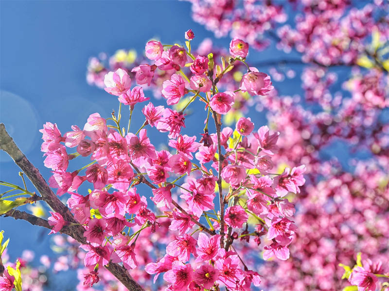 primavera