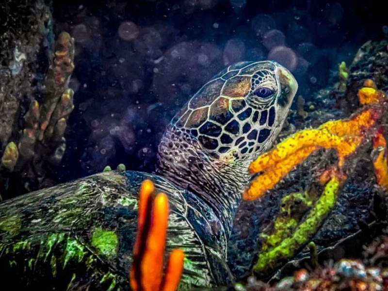 tartarugas