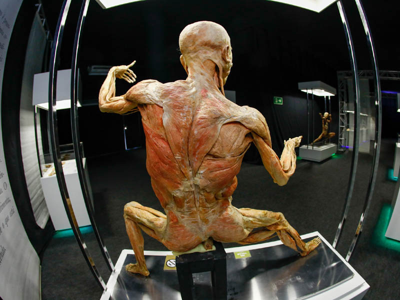 HUMAN BODIES – Maravilhas do Corpo Humano